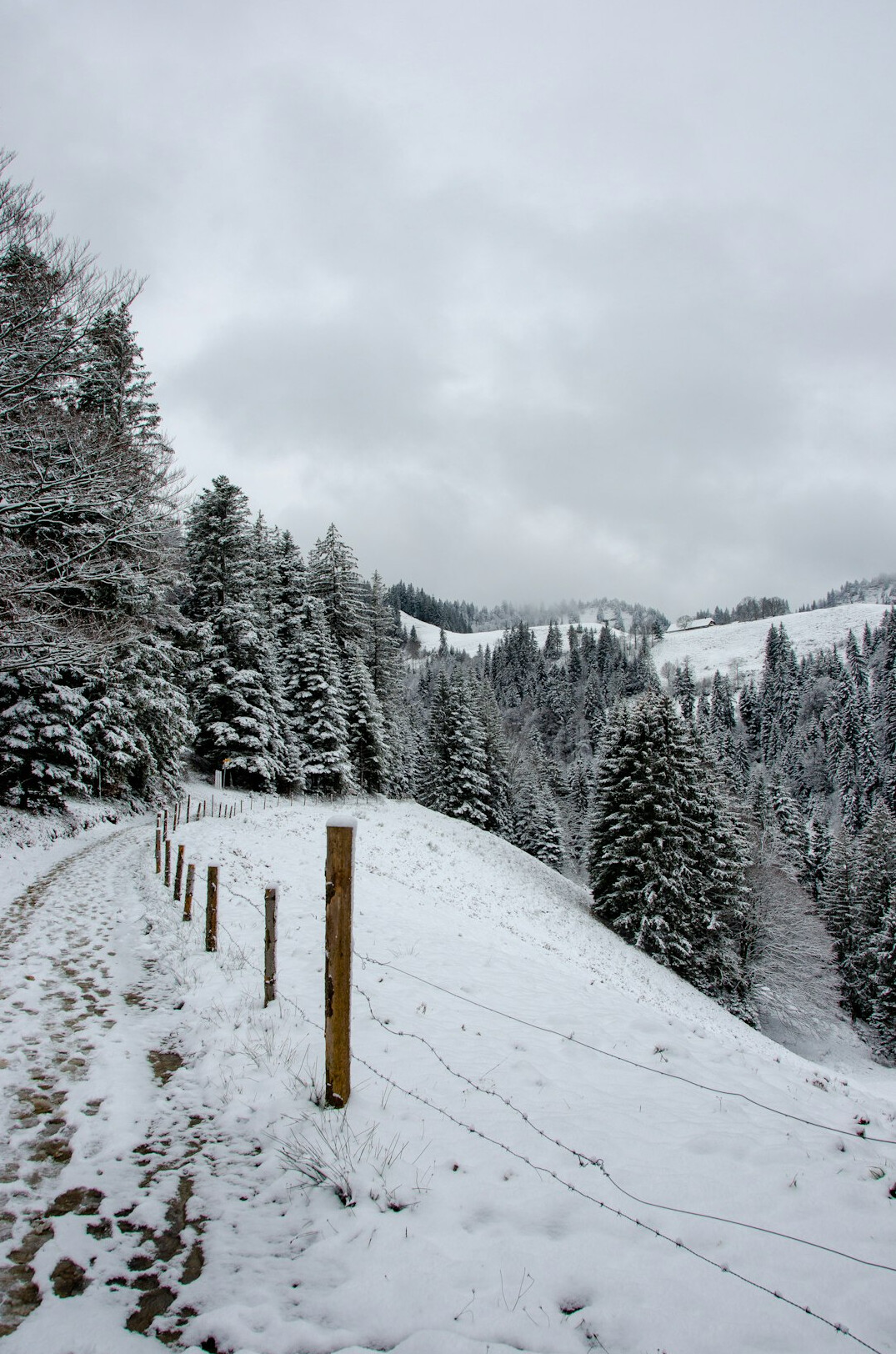swiss forest path