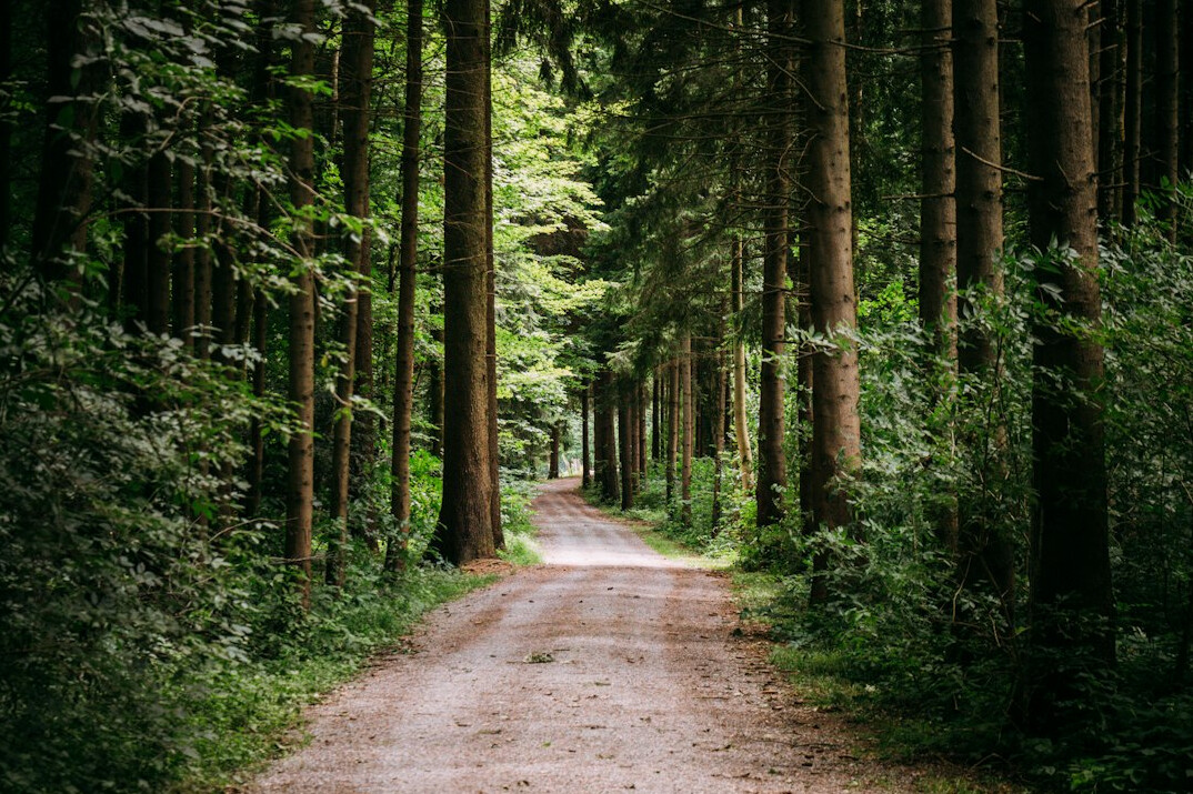 swiss forest path